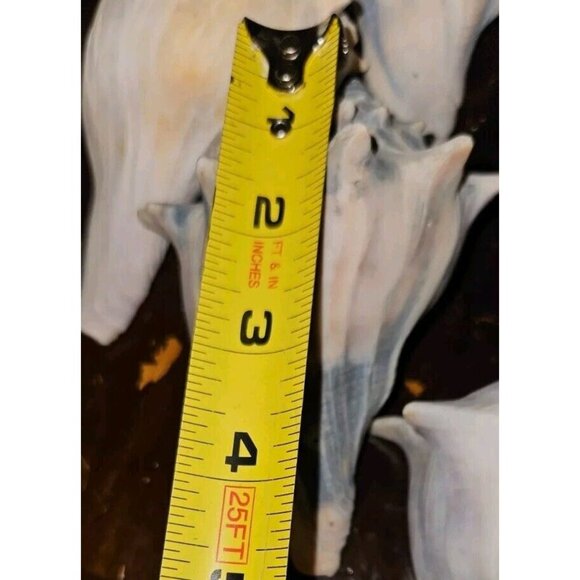 18 Lot: 16 Seashells &2 Puff Sand Dollars w/Brown Ceramic Display Bowl - Picture 8 of 12